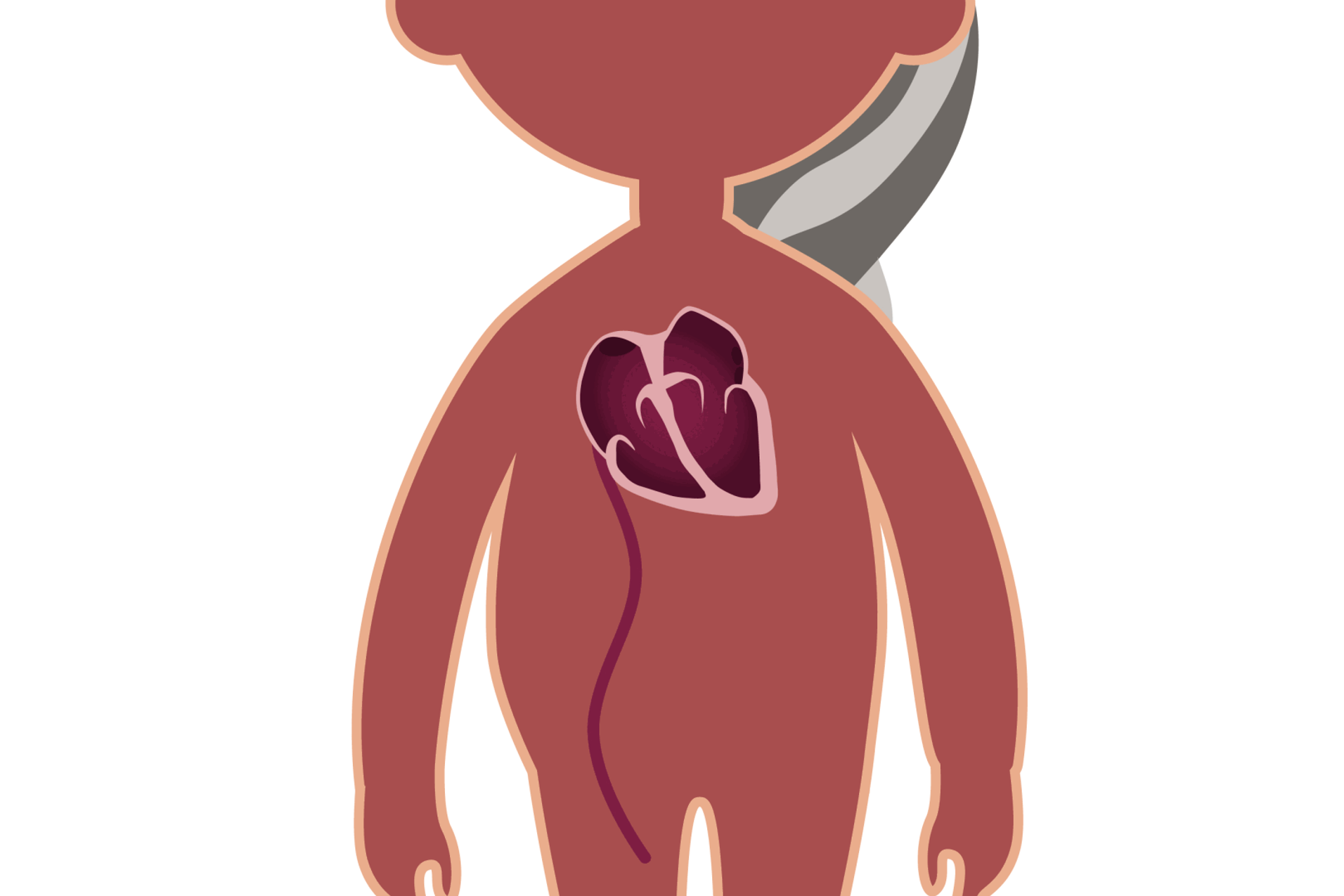 Illustrasjon av en dame hvor vi ser hjertet hvordan det er plassert innen i kroppen.