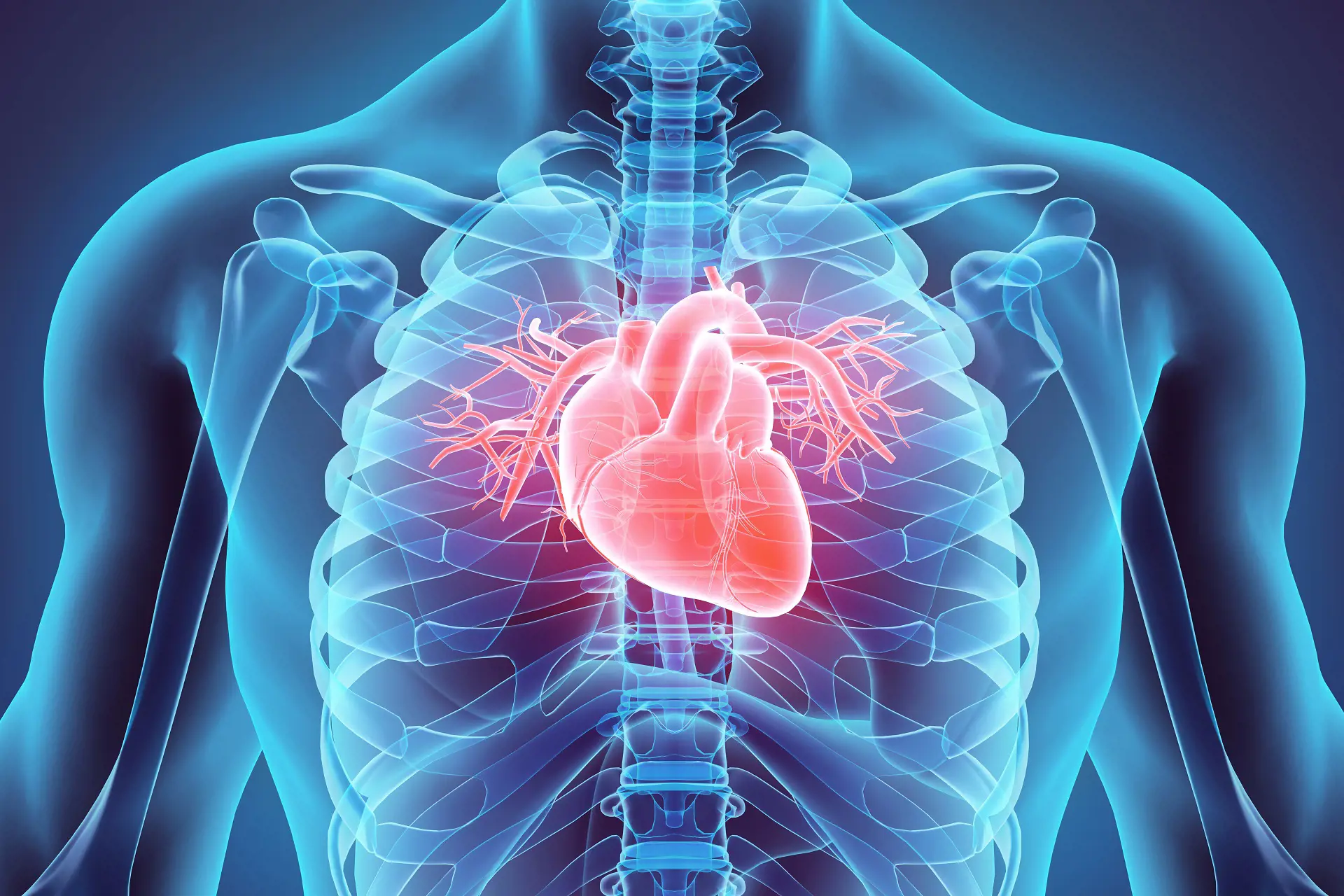 Bilde av brystkasse med hjerte. Grafisk bilde
