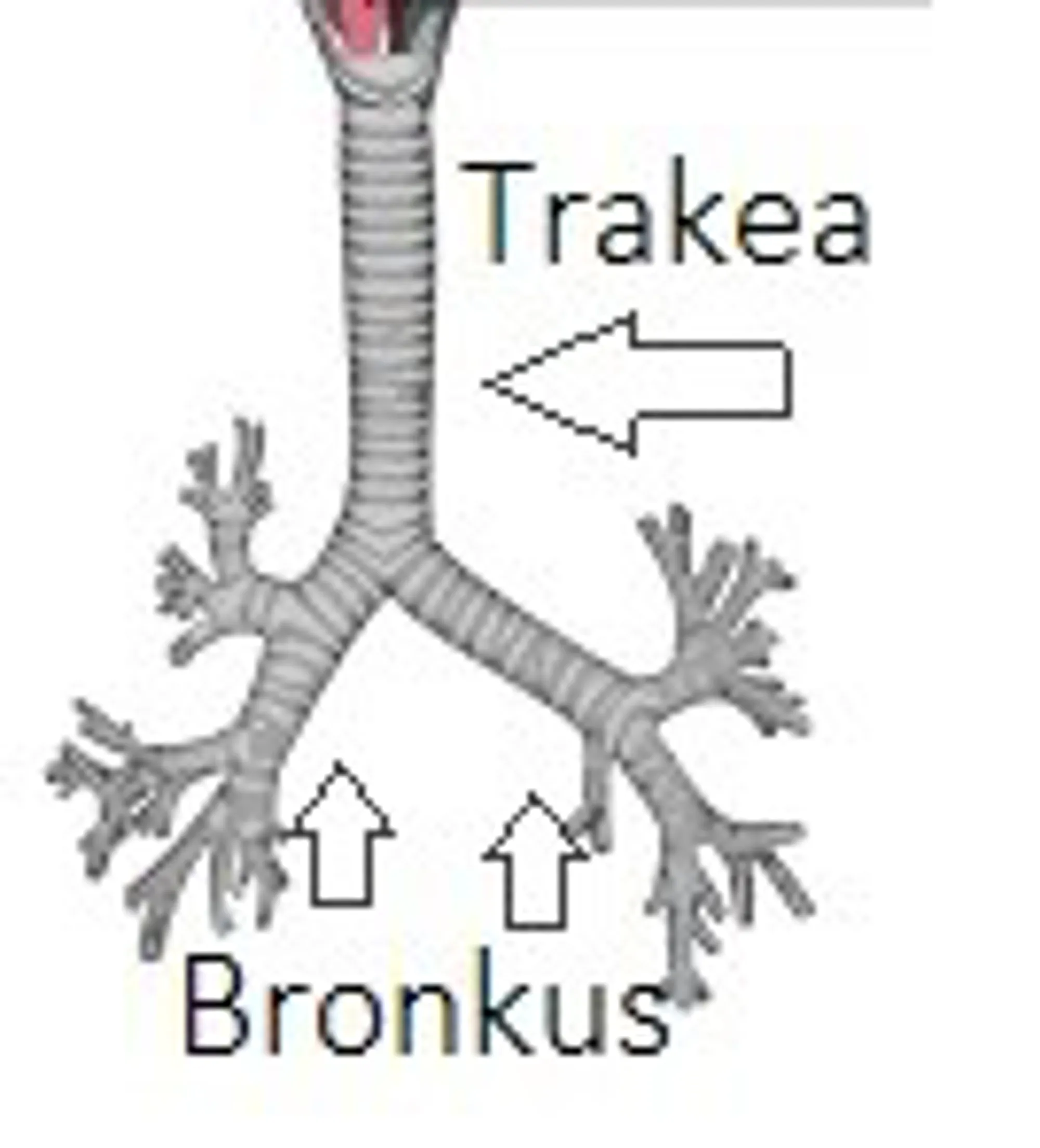 Tegning av luftveiene. Tegning