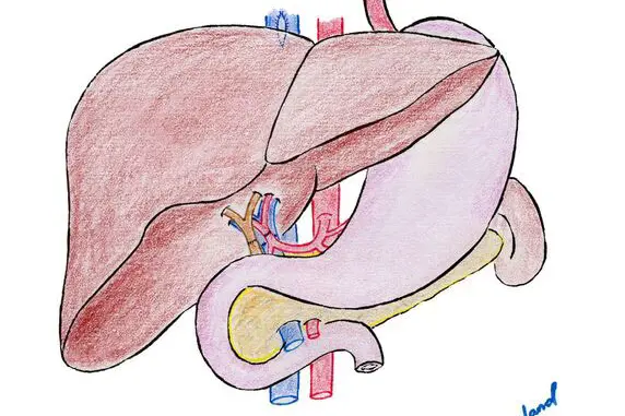 Illustrasjon av transplantert lever