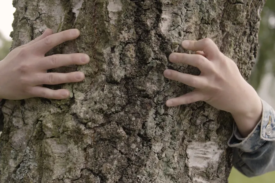 To hender som kjenner på et tre. Bilde.